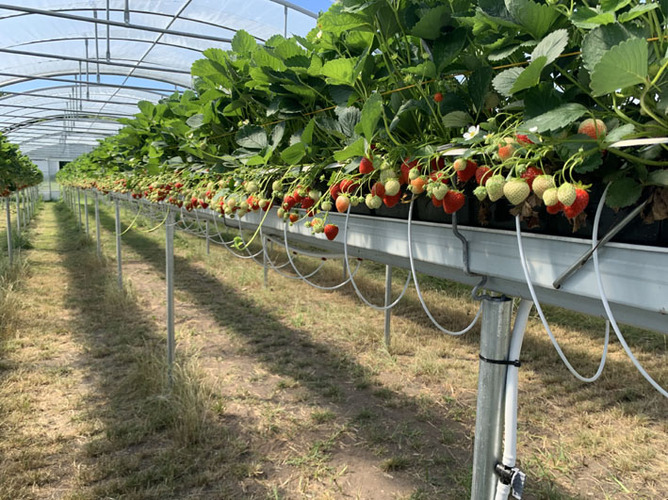 Erdbeeren im Filclair Typ 930